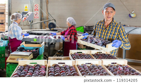 Two women and one man working in plum warehouse Two women and one man working in plum warehouse 119314205