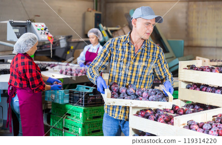 Farmer standing with boxe full of plums at warehouse Farmer standing with boxe full of plums at warehouse 119314220