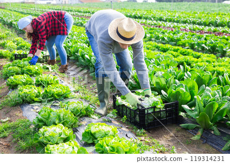 Farm family harvesting green lettuce on vegetable plantation 119314231