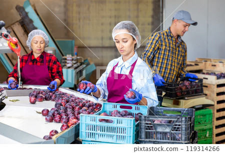 Three workers sorting and packing plums in warehouse 119314266