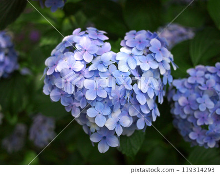 Yatadera Temple Heart Hydrangea 119314293