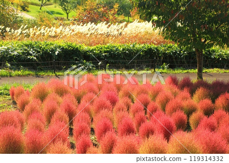 Yuni Garden Kochia Forest 119314332