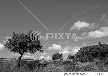 Isolated tree and wide sky Isolated tree and wide sky 119314460