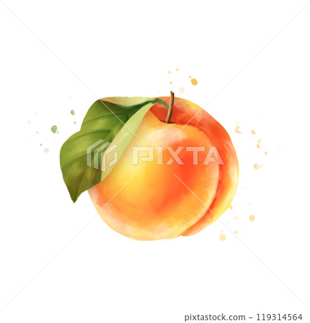 Hand drawn illustration of peach. Isolated on white Hand drawn illustration of peach. Isolated on white 119314564