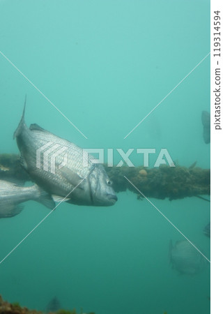 Kumamoto Amakusa Aquarium Undersea Aquarium Sea Donut Kumamoto Amakusa Aquarium Undersea Aquarium Sea Donut 119314594