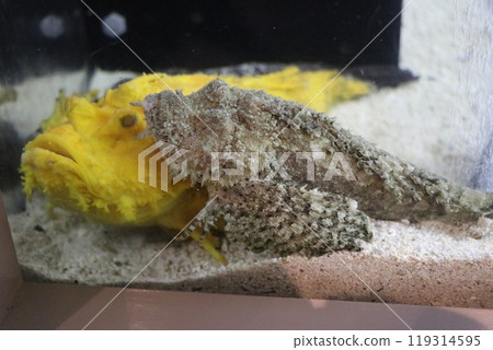 熊本天草水族館 海底水族館 海甜甜圈 119314595