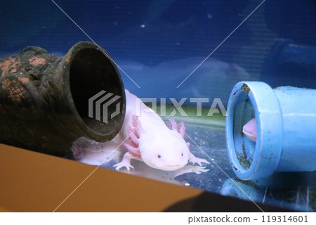 Kumamoto Amakusa Aquarium Undersea Aquarium Sea Donut 119314601
