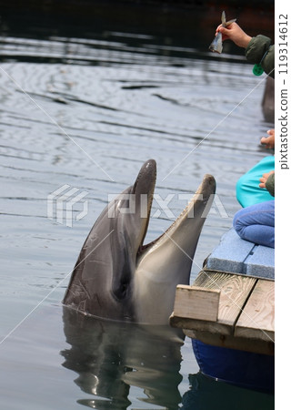 Kumamoto Amakusa Aquarium Undersea Aquarium Sea Donut Kumamoto Amakusa Aquarium Undersea Aquarium Sea Donut 119314612