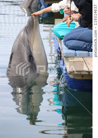 熊本天草水族館 海底水族館 海甜甜圈 熊本天草水族館 海底水族館 海甜甜圈 119314637