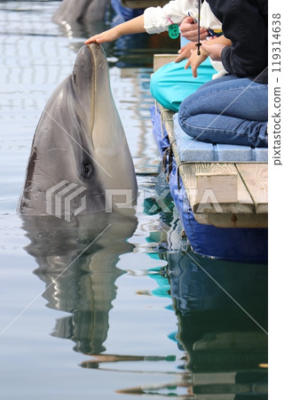 熊本天草水族館 海底水族館 海甜甜圈 熊本天草水族館 海底水族館 海甜甜圈 119314638