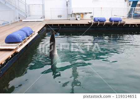 Kumamoto Amakusa Aquarium Undersea Aquarium Sea Donut Kumamoto Amakusa Aquarium Undersea Aquarium Sea Donut 119314651