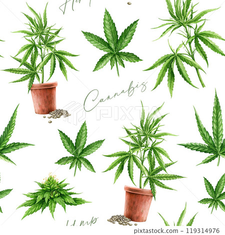 Cannabis sativa and indica plant leaves, flowers, growing stem seamless pattern on white background. Hemp medicinal plant watercolor illustration. Cannabis healthy herb seamless pattern design Cannabis sativa and indica plant leaves, flowers, growing stem seamless pattern on white background. Hemp medicinal plant watercolor illustration. Cannabis healthy herb seamless pattern design 119314976