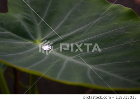 Taro leaves with water droplets 119315013
