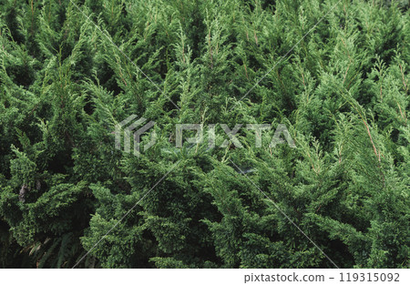 Close-up bush of pine trees for background Close-up bush of pine trees for background 119315092