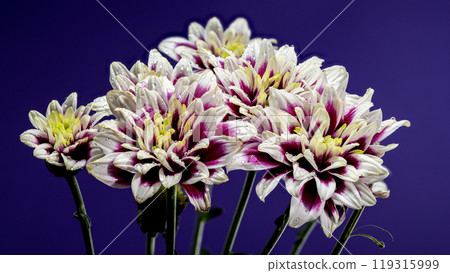 Blooming Dahlia Rebecca World on a purple background Blooming Dahlia Rebecca World on a purple background 119315999