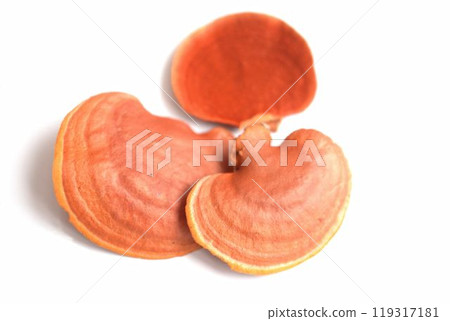 Bright scarlet mushroom Bright scarlet mushroom 119317181