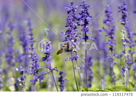 A carpenter bee sucking nectar from a salvia flower A carpenter bee sucking nectar from a salvia flower 119317478