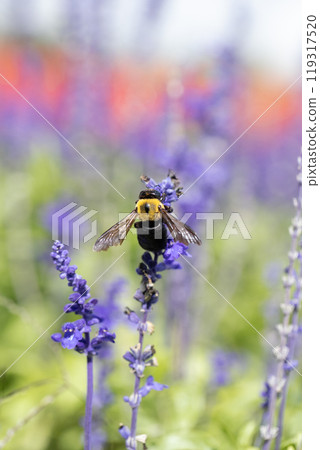 A carpenter bee sucking nectar from a salvia flower A carpenter bee sucking nectar from a salvia flower 119317520