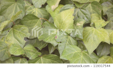 Ivy Hedera helix 119317544