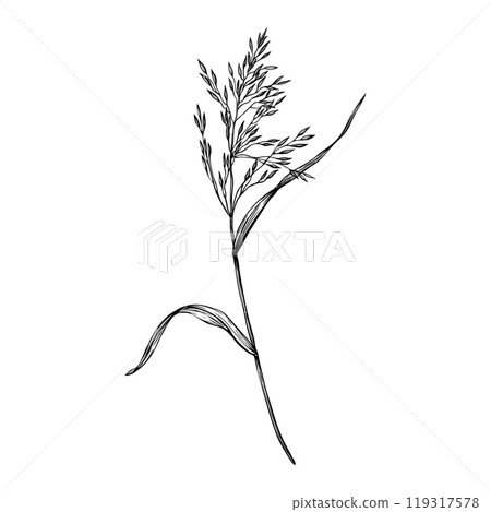 Branch of grass, bluegrass, bent. Hand drawn vector illustration isolated on white background. Sketch in line art style painted by black inks. For clip art banner cards invitation package 119317578