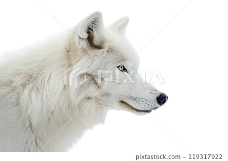 White wolf on transparent background. AI-generated item. White wolf on transparent background. AI-generated item. 119317922