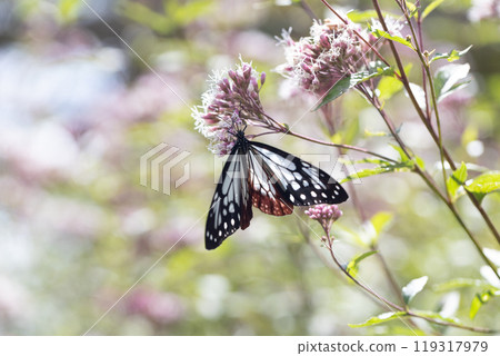 Asagi madara 119317979