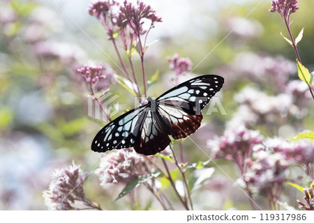 Asagi madara 119317986