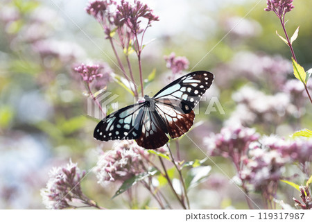 Asagi madara 119317987