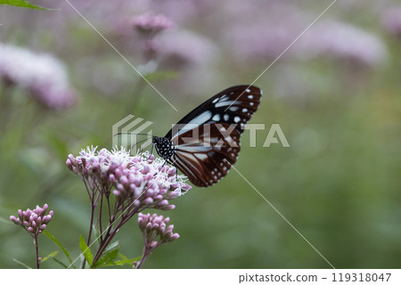 Asagi madara Asagi madara 119318047