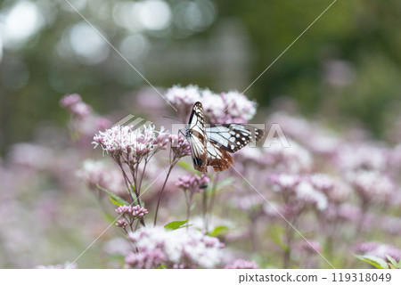 Asagi madara Asagi madara 119318049