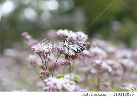 Asagi madara 119318050