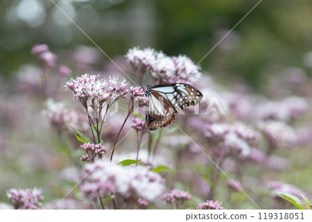 Asagi madara Asagi madara 119318051