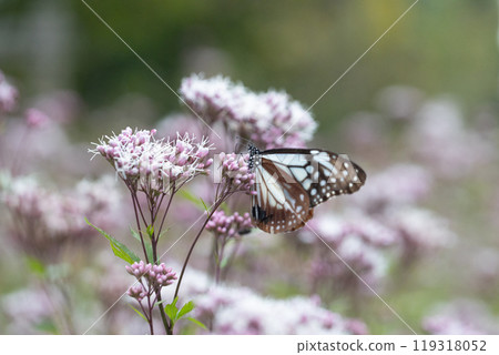 Asagi madara 119318052