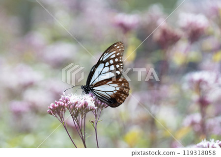 Asagi madara 119318058