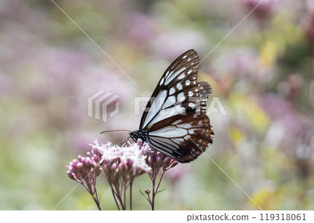 Asagi madara 119318061