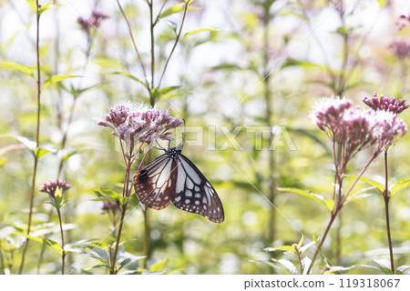 Asagi madara 119318067