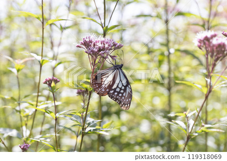 Asagi madara 119318069