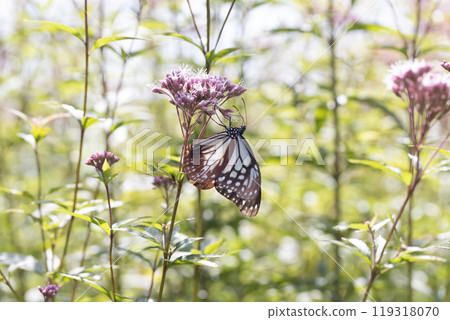 Asagi madara 119318070