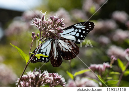 Asagi madara Asagi madara 119318136