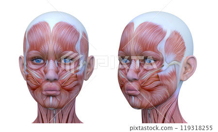 Close-up of a woman's face 119318255