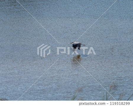 A grey heron flying over the surface of the Yamato River 119318299