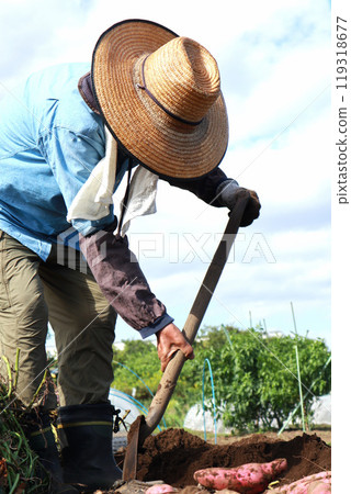 Seniors harvesting sweet potatoes 119318677