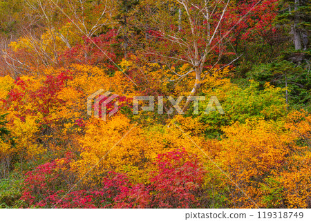 Autumn tsugaike nature park Autumn tsugaike nature park 119318749