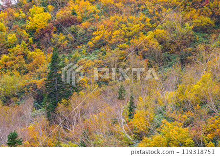 Autumn tsugaike nature park 119318751
