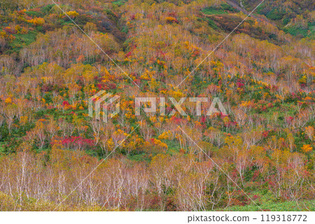 秋天tsugaike自然公園 119318772