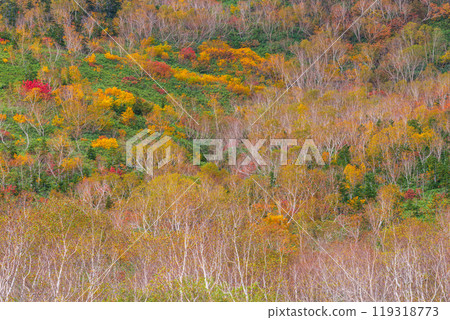 Autumn tsugaike nature park 119318773