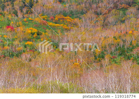 Autumn tsugaike nature park 119318774