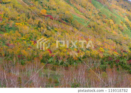 Autumn tsugaike nature park 119318782