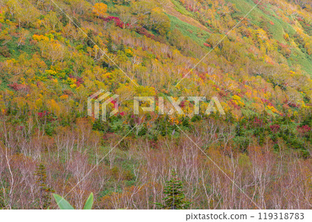 Autumn tsugaike nature park 119318783