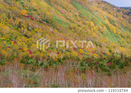 Autumn tsugaike nature park 119318784